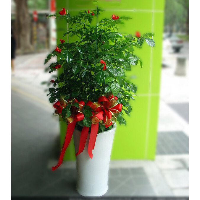 地上型盆栽1 旺旺樹