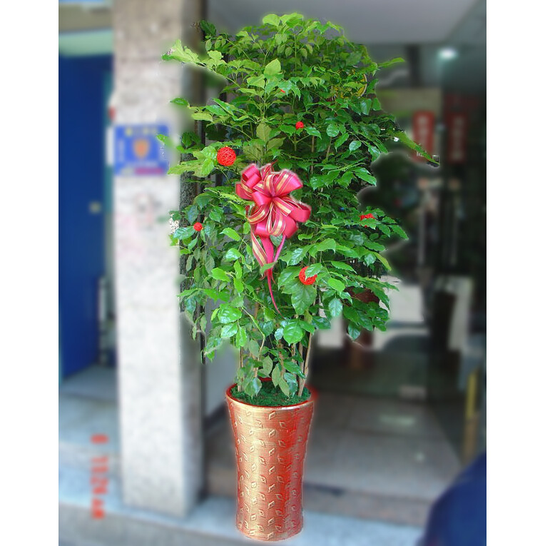 地上型盆栽13 旺旺樹