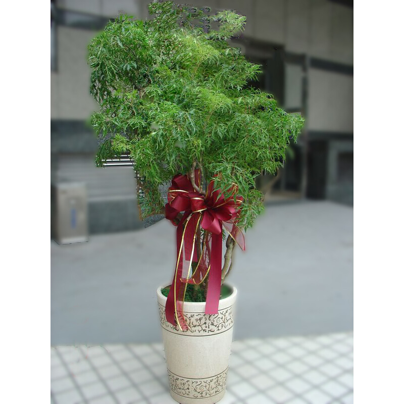地上型盆栽7 富貴木