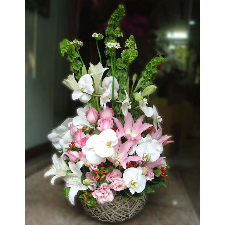 白蝴蝶蘭盆花