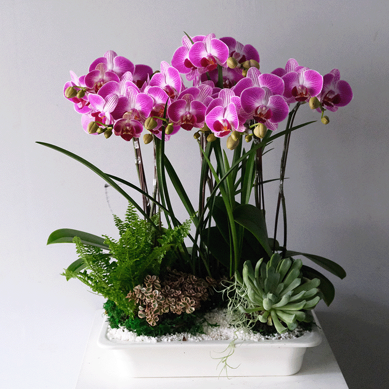 紫韻芳蘭 蘭花盆栽 桌上型
