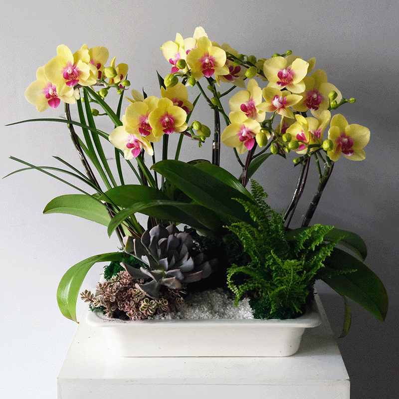 黃韻幽蘭 蘭花盆栽 桌上型
